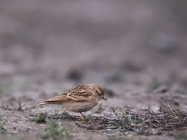 Lyhytvarvaskiuru, Greater Short-toed Lark, Calandrella brachydactyla